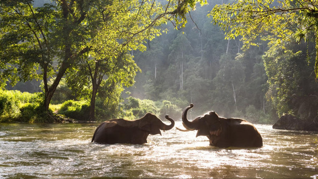 18 For The Elephants event